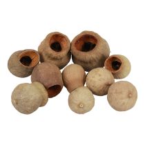 Artikel Bellgum Glockenfrucht Kapselfrucht Naturdeko Braun 500g