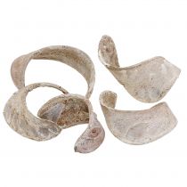 Artikel Elephant Ear Weiß gewaschen 25 St