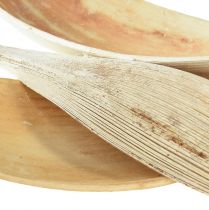 Artikel Kokosschalen Kokosblätter gebleicht 22-42cm 25 St
