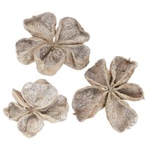 Artikel Landlotus Weiß gewaschen 6-12cm 50 St