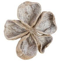 Artikel Landlotus Weiß gewaschen 6-12cm 50 St