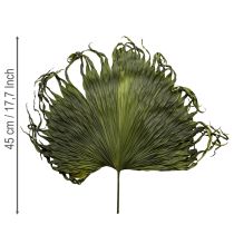 Artikel Palmwedel getrocknet Blätter Deko Saribus Grün 45cm 5 St