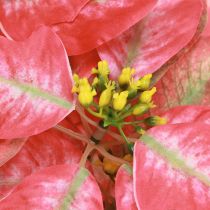 Artikel Weihnachtsstern Künstlich Rot Rosa L35cm 6St 2 Bund