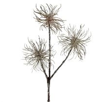 Artikel Zaubernuss Zweig Champagner 45cm 3 St