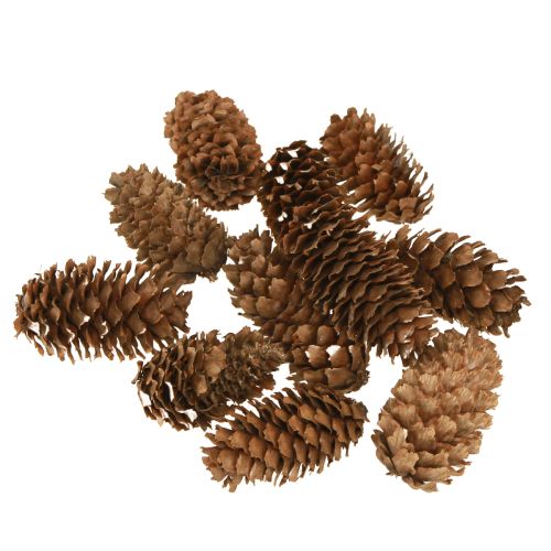 Artikel Kleine Hemlockzapfen Deko Natur Zapfen Advent 3-4cm 100g