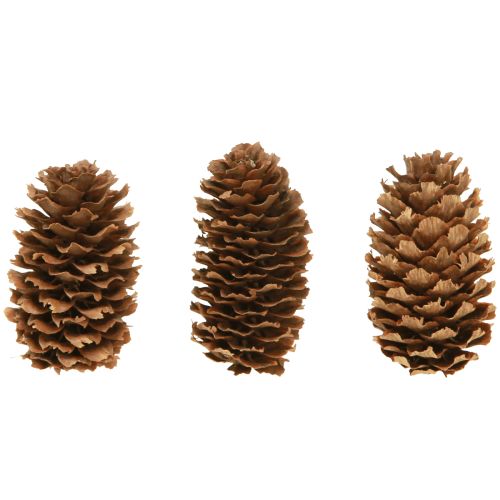 Artikel Kleine Hemlockzapfen Deko Natur Zapfen Advent 3-4cm 100g