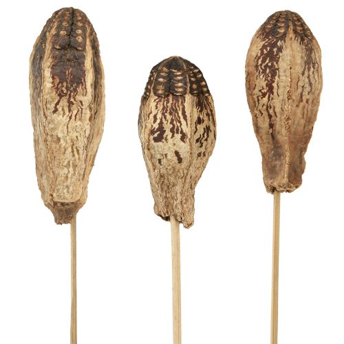 Artikel Mahagony Pod Schoten Trockendeko Natur 45cm 50 St