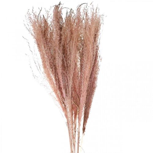 Trockengräser lang Rosa Federgras Deko Miscanthus 75cm 10 St
