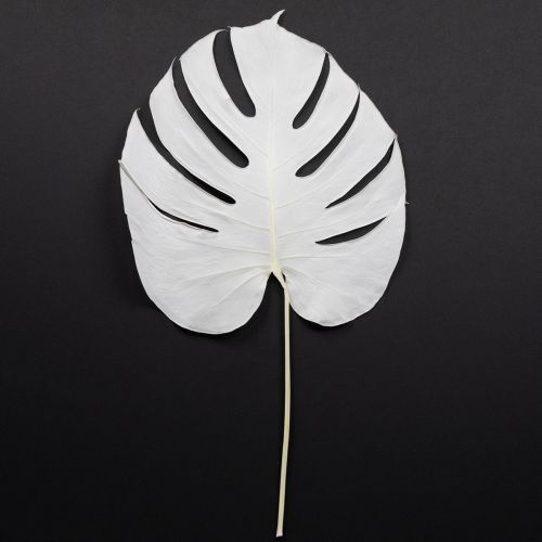 Monstera Blätter gebleicht Deko Fensterblatt H40cm 5 St
