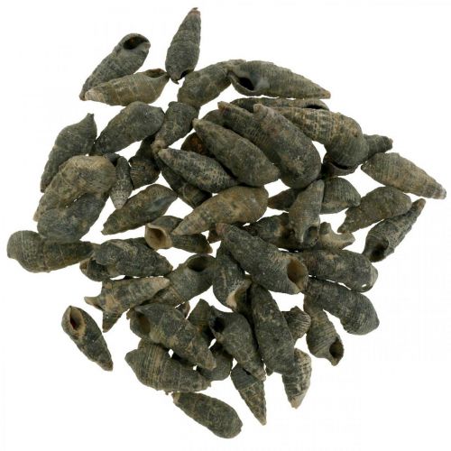 Naturartikel, Schneckenmuscheln Natur 6–10mm, Meeresdeko 1kg
