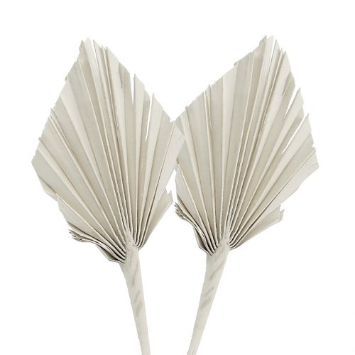 Palmspear Mini Weiß gewaschen 100 St