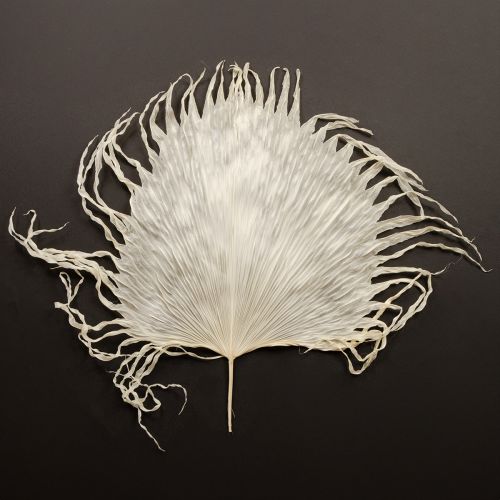 Palmwedel getrocknet Deko Blätter gebleicht 45cm 5 St